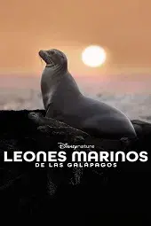 Los leones marinos de las Galápagos