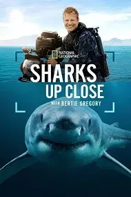 Tiburones de cerca con Bertie Gregory